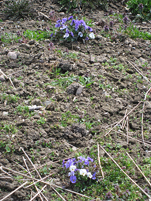 pansy unmulched